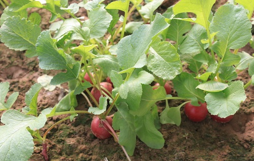 1669358488389401.png image.png