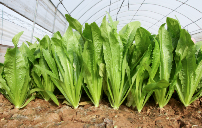 1683697358991522.png 土壤化肥檢測(cè)儀